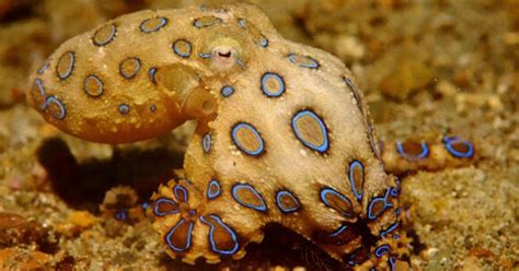 octopus in filipino|Where To Find Octopus In The Philippines – About Philippines.